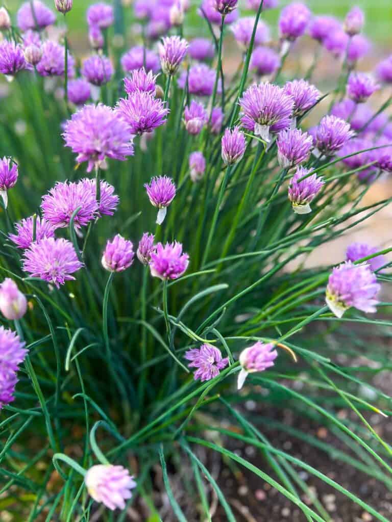 Perennial chives with purple blooms attached.